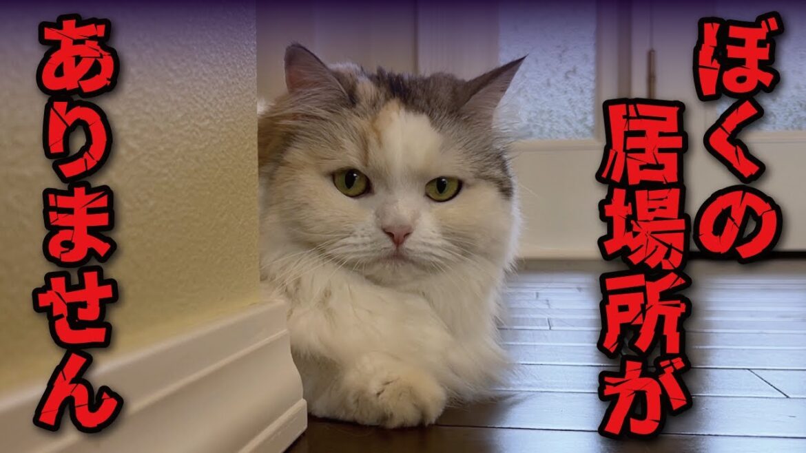 先輩猫が恐すぎて居場所がなくなってしまった猫【関西弁でしゃべる猫】【猫アテレコ】