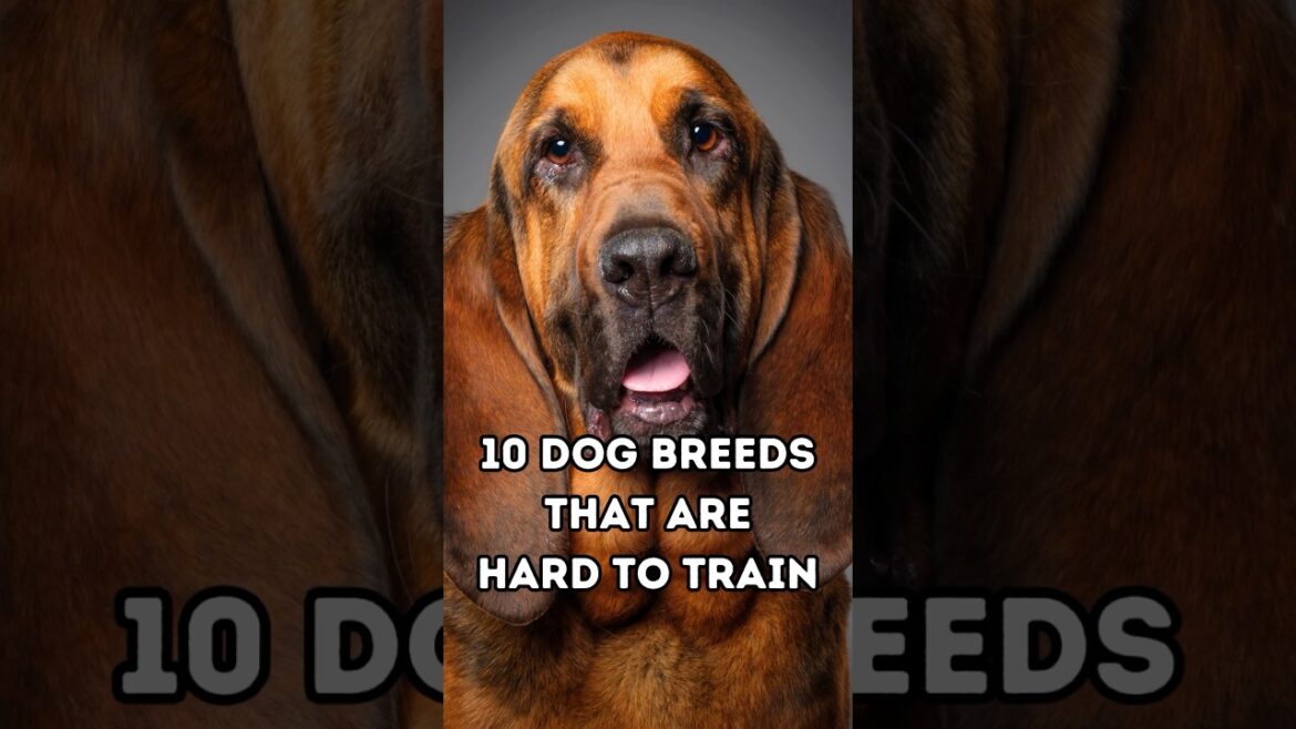 10 Dog Breeds That Are Hard To Train #dogs #dogbreeds #doglover #bulldog #shorts #pets #beagle