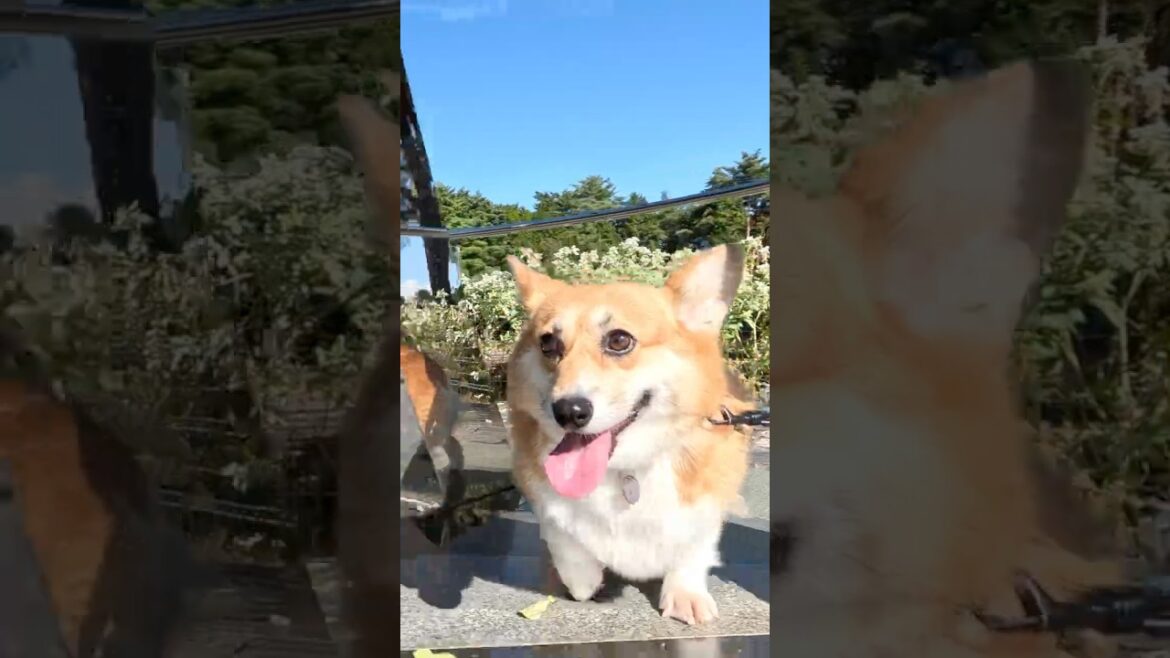 少し鏡に映ったコーギー / A quick flash of a corgi in the mirror #shorts