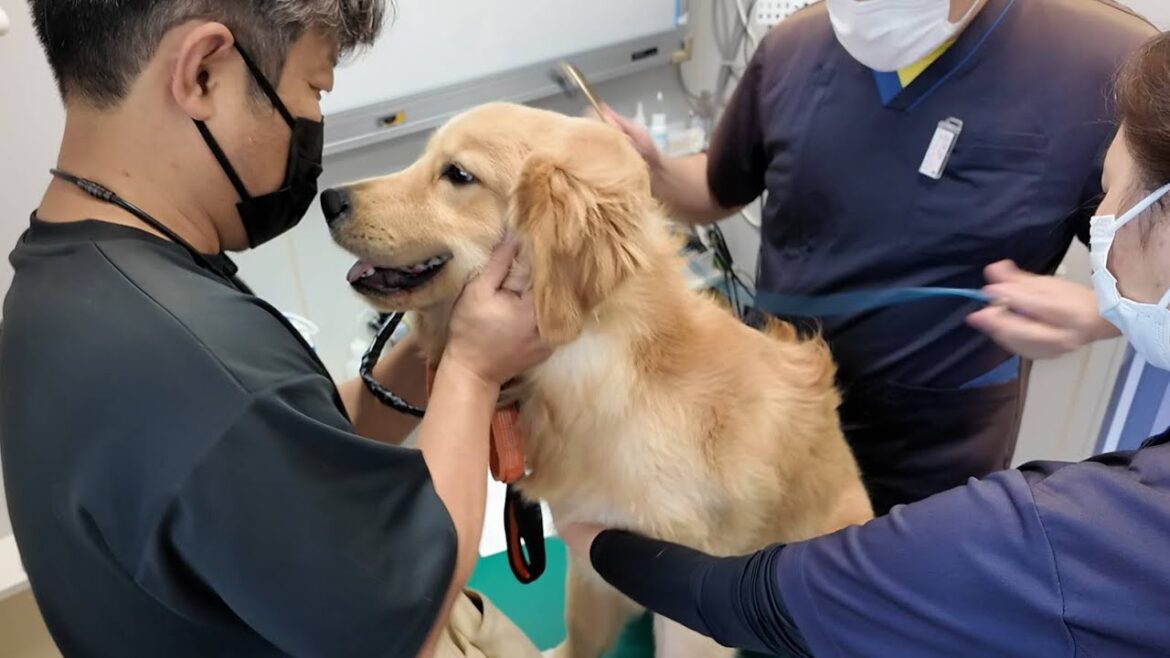 去勢手術・術後の経過と健康診断で病院へ。日々成長する子犬！【Golden Retriever japan】