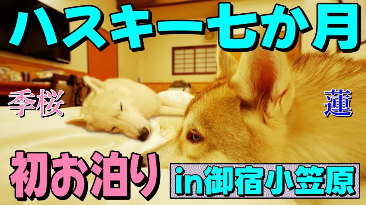 【シベリアンハスキー】蓮（れん）初お泊り！季桜（りお）２年ぶりのお泊り！