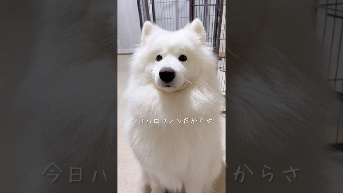 帰宅したパパにトリックオアトリートを仕掛けた大型犬 #サモエド #samoyed #ハロウィン #癒し動画