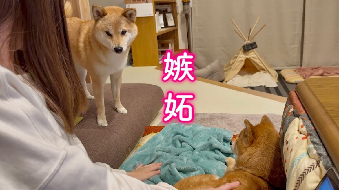 大好きなママの隣を姉柴に取られ嫉妬した柴犬がとった行動が可愛すぎました…