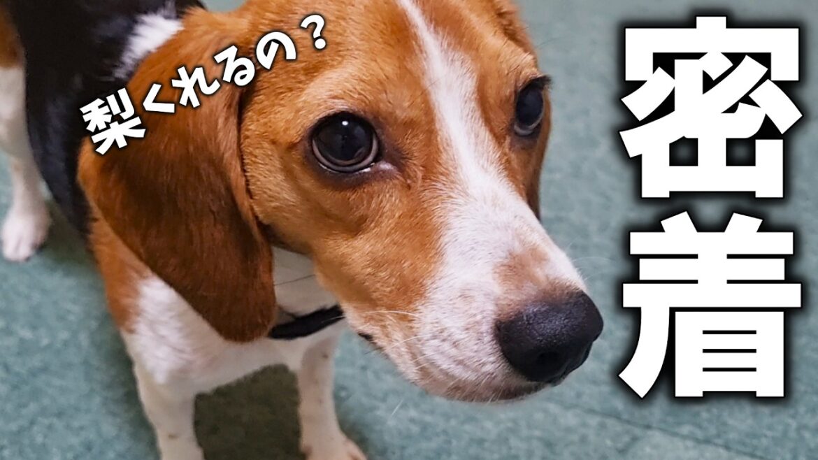 【密着】昔は手に負えないほど暴れてたビーグルも今ではこんな感じです