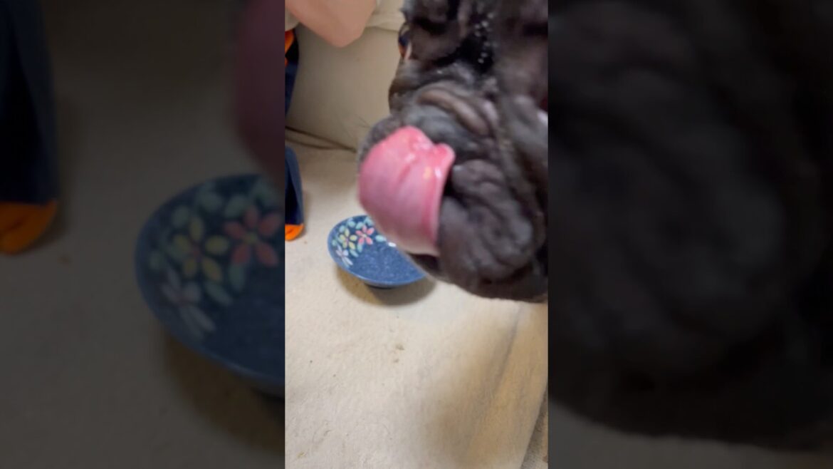 【夕食後の凛さん】器ピカピカ❇️#フレンチブルドッグ #frenchbulldog #frenchbulldoglife #frenchie #shorts