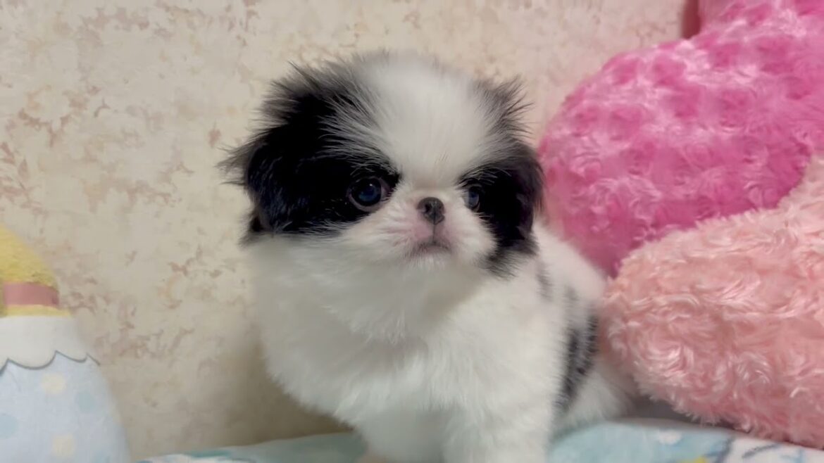 狆 (チン) お鼻ぺちゃんこでとっても可愛いボクです❣️