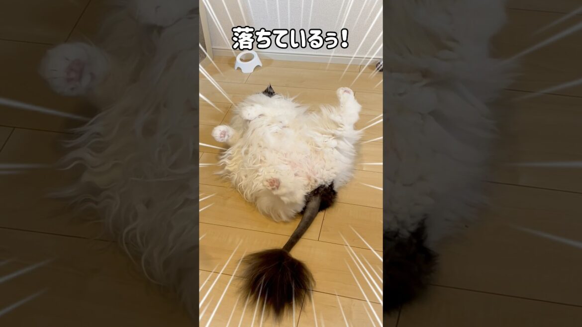 【パッカーーーン🎊】過去最高にキレイなフォルムが出ましたw #shorts #cat #スコティッシュフォールド #ハチワレ #猫のいる暮らし #猫動画 #catvideos
