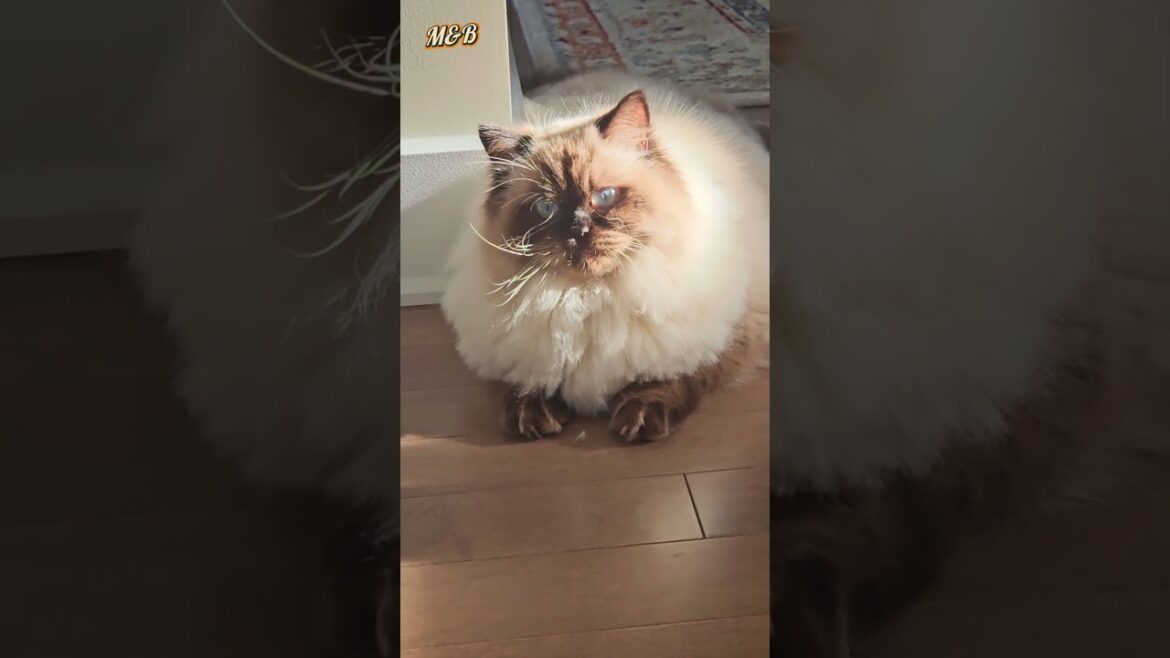 Morning shine #shorts  #catlover #cat #pets#funny  @LittleLove666 @Dontstopmeowing