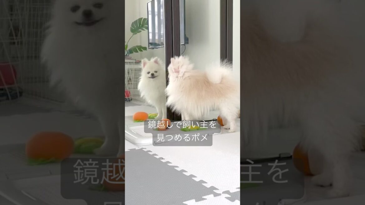 不思議な行動をするポメラニアンのハクさま。#ポメラニアン #pomeranian #かわいい犬 #もふもふ #포메라니안