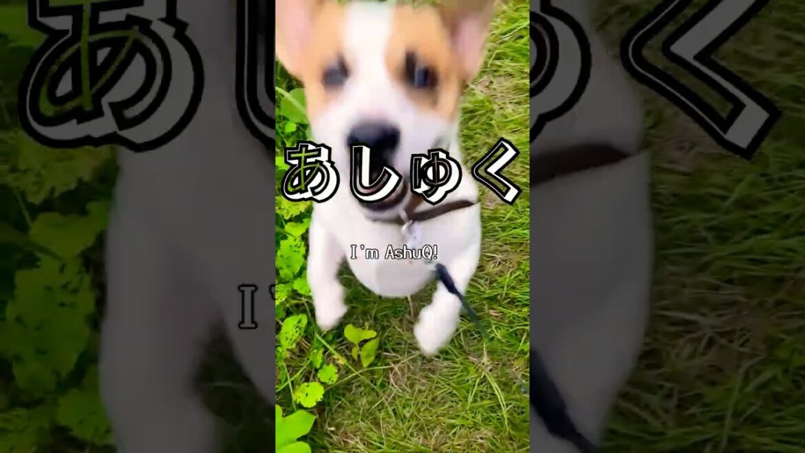 範疇超えてる愛犬ジャックラッセルの散歩(毎日2時間) #shorts #あしゅらご