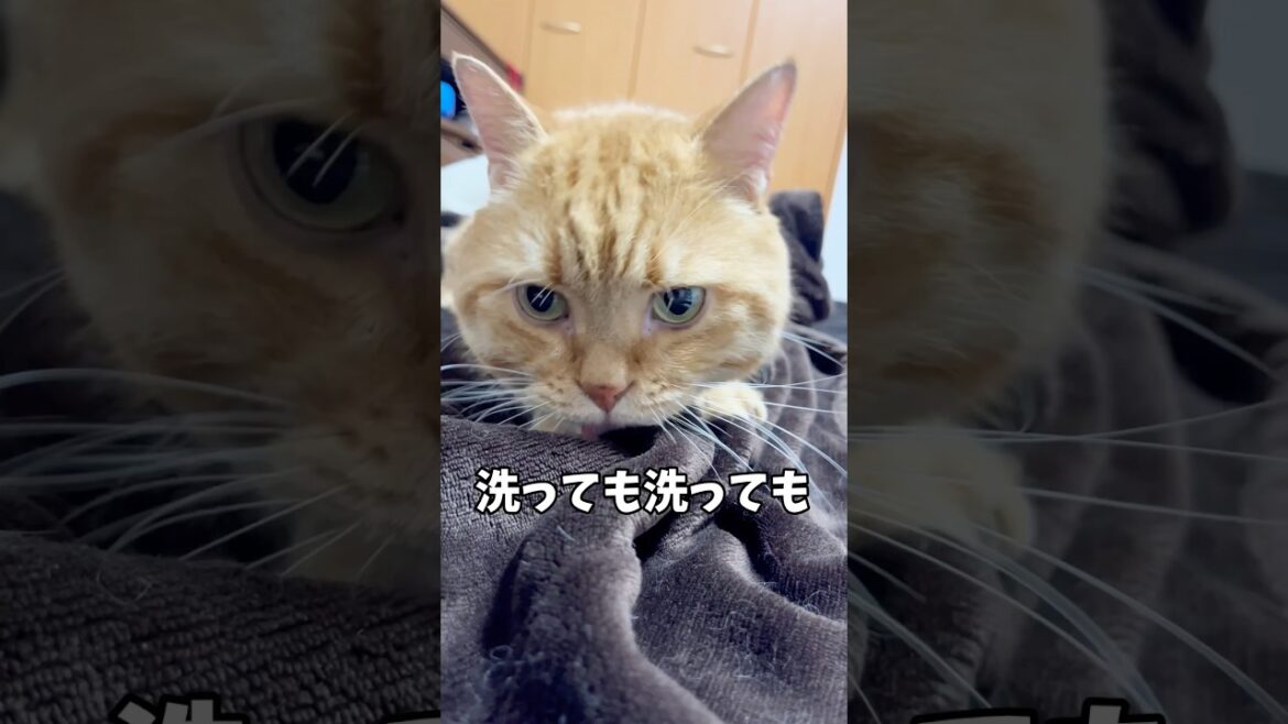 こうしてるとママのことを思い出すのん... #猫 #マンチカン #shorts