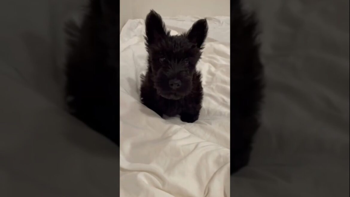 “The Incredible Transformation of a Scottish Terrier: Before & After Grooming!”#shorts #dogbreed "The Incredible Transformation of a Scottish Terrier: Before & After Grooming!"#shorts #dogbreed