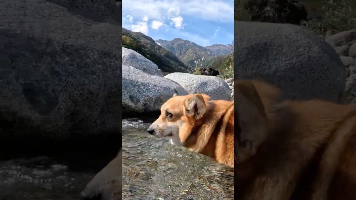 浅瀬で向きを変えたコーギー / A corgi turned around in the shallow water #shorts