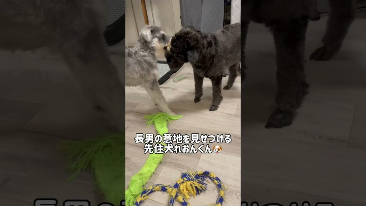 【れおぱおチャンネル】我が家で過ごす愛犬２人は好きな時間に好きな事してます🐶　#愛犬　#多頭飼い　#シュナウザー　#れおぱおチャンネル　#dog