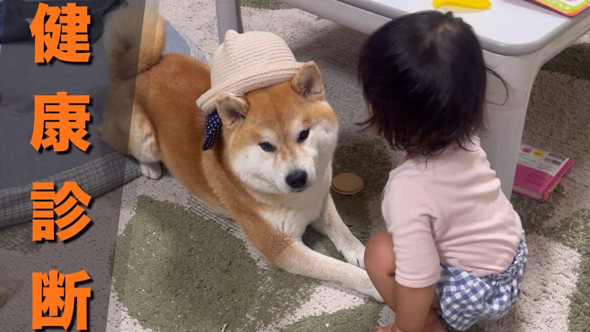 健康診断にビビり病院拒否する柴犬と、初めて一人っ子を体験する１歳