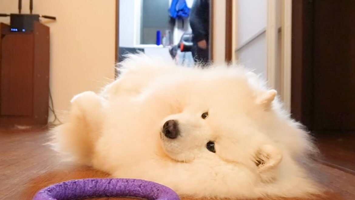 サモエド犬が甘えるときの顔が不思議すぎるw サモエド犬が甘えるときの顔が不思議すぎるw