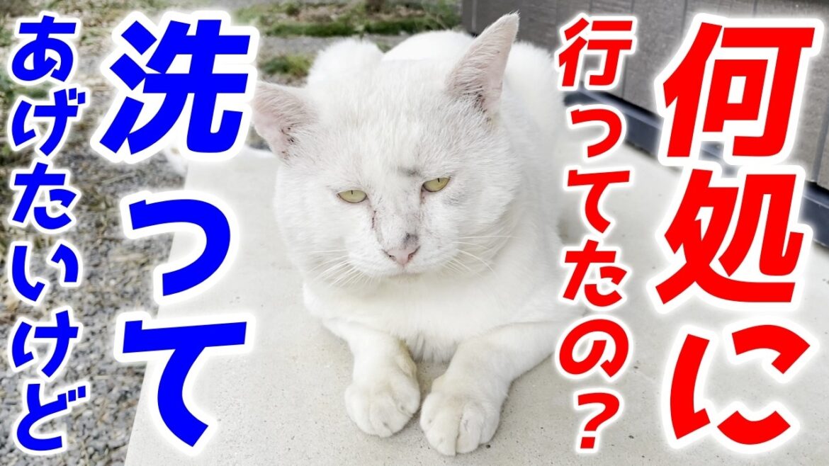 顔を汚して帰ってきた三毛母猫の旦那さんがさらにワイルドに…笑[三毛母猫の旦那]