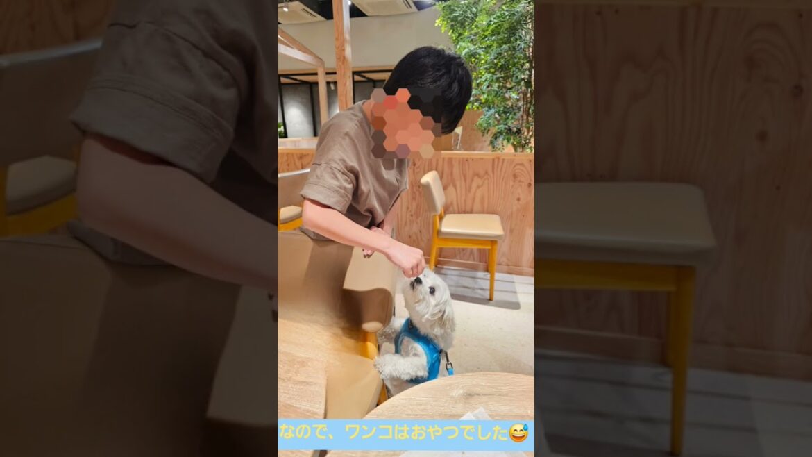 【ドトールコーヒー】　マルシーズー　くるみちゃん🐶と我が家🏘️　＃シーズー　＃マルシーズー　＃マルチーズ　＃DOUTOR COFFEE　＃ドッグカフェ