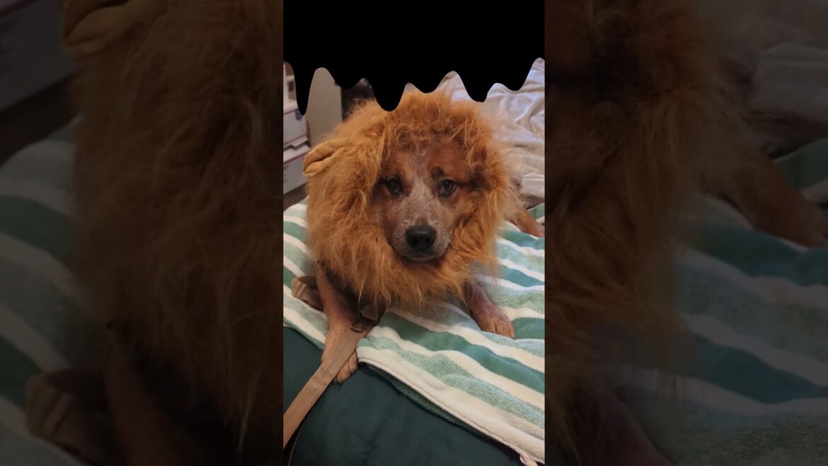 Scary Halloween Lion🦁👻              #halloween #redheeler #funnydogs #halloweendog