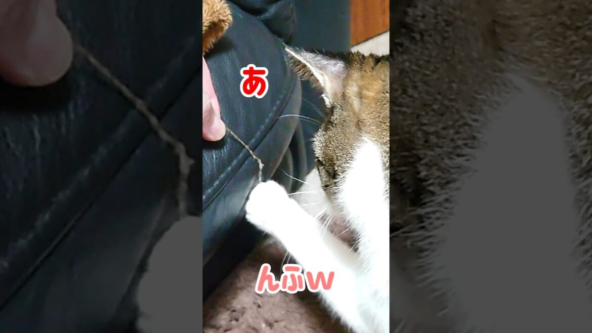 ほつれた糸でも体が勝手に反応してしまう猫のサガ #Shorts​