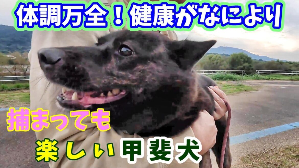 快調な散歩、野鳥監視、愛犬と楽しい時間-　甲斐犬いち