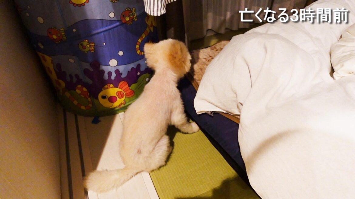 【亡くなる 3時間前】家族と過ごした約9年間の思い出を確認しているかのようでした【虹の橋】