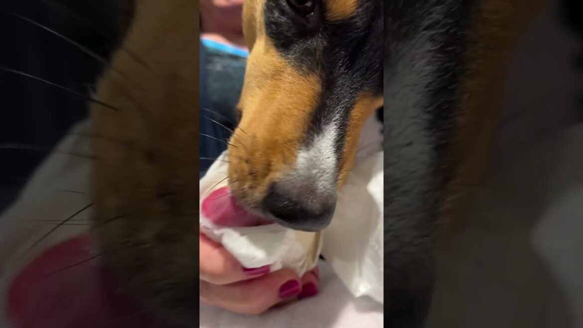 Basenjis Get Ice Cream! #basenji #icecream #Vacation ￼
