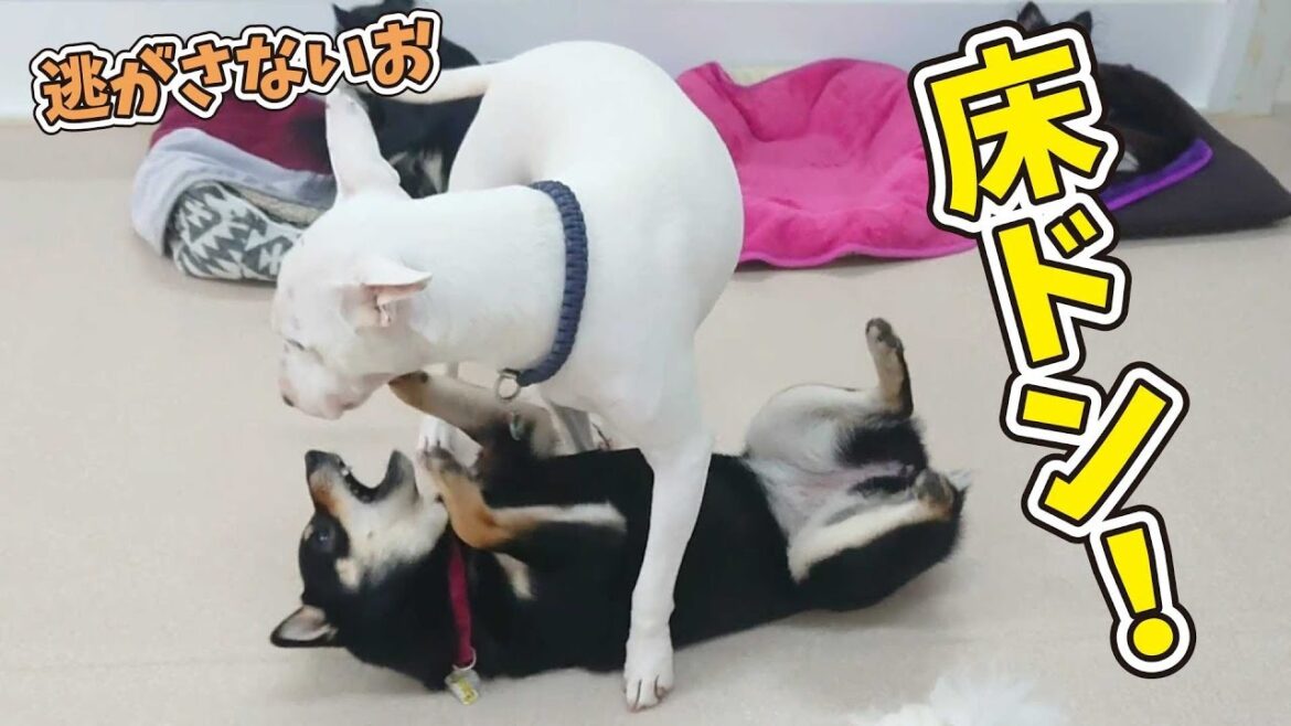 床ドン!ミニチュアブルテリア 🐶ひみつきちなう!②🐶 (柴犬 コーギー チワワ トイプードル) 2019年10月29日 床ドン!ミニチュアブルテリア 🐶ひみつきちなう!②🐶 (柴犬 コーギー チワワ トイプードル) 2019年10月29日