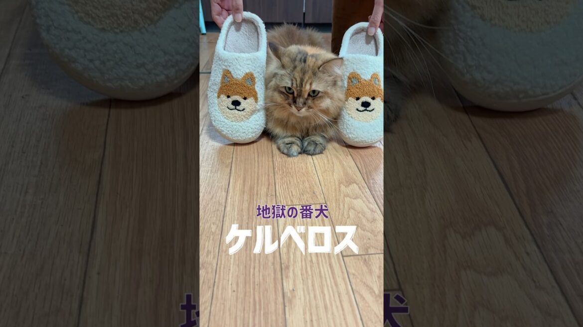ケルベロスを召喚したら猫だった【サイベリアン・マグロ】 #shorts #サイベリアン #猫 #cat #ケルベロス