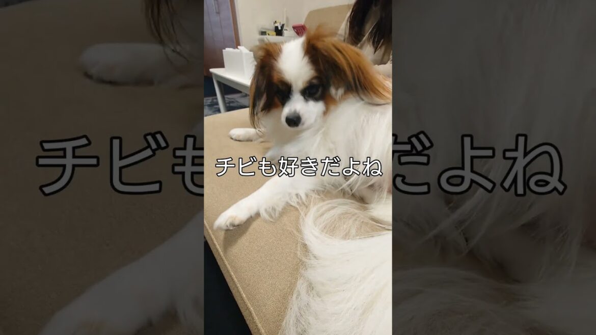 便利な棒だよね #孫の手 #パピヨン #可愛い