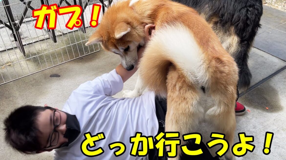 探検行くぞ！秋田犬そら・シェパード犬マック放課後遊び