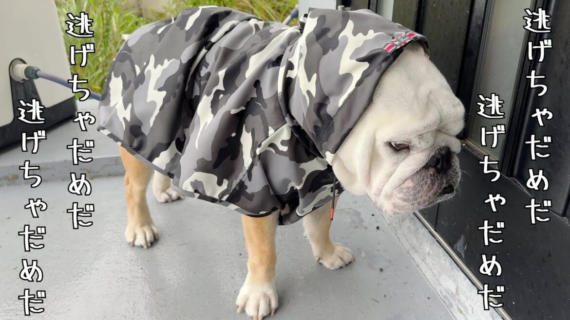 記録的豪雨の中でも、強制的に愛犬を外に出ないといけない理由が我が家にはあります…