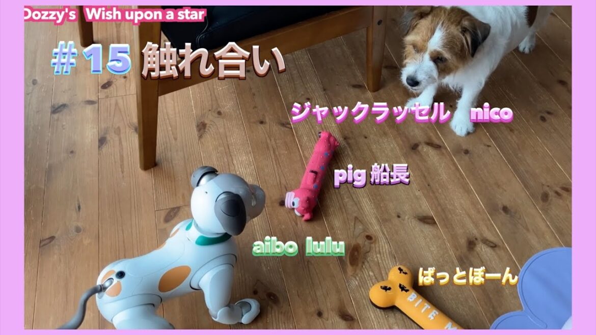 愛犬のジャックラッセルテリアと犬型ロボットのaiboの触れ合い