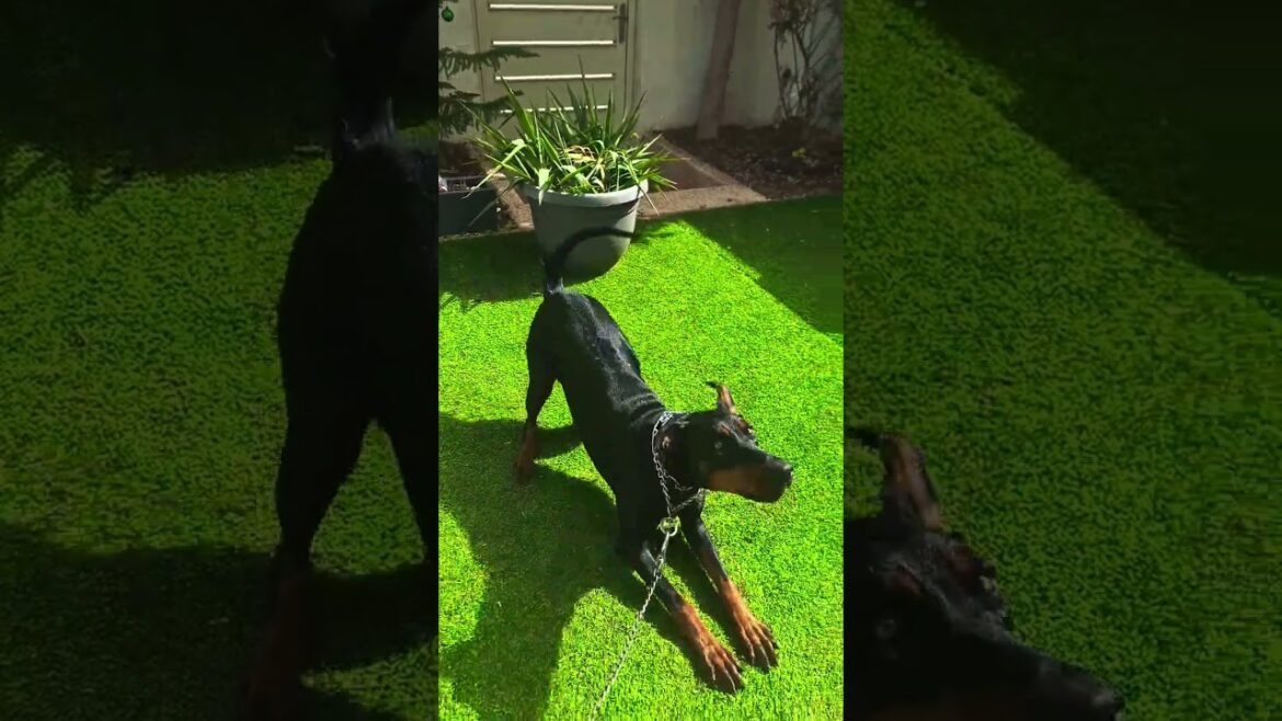 Lele the Doberman 🐶❤️ Lele the Doberman 🐶❤️