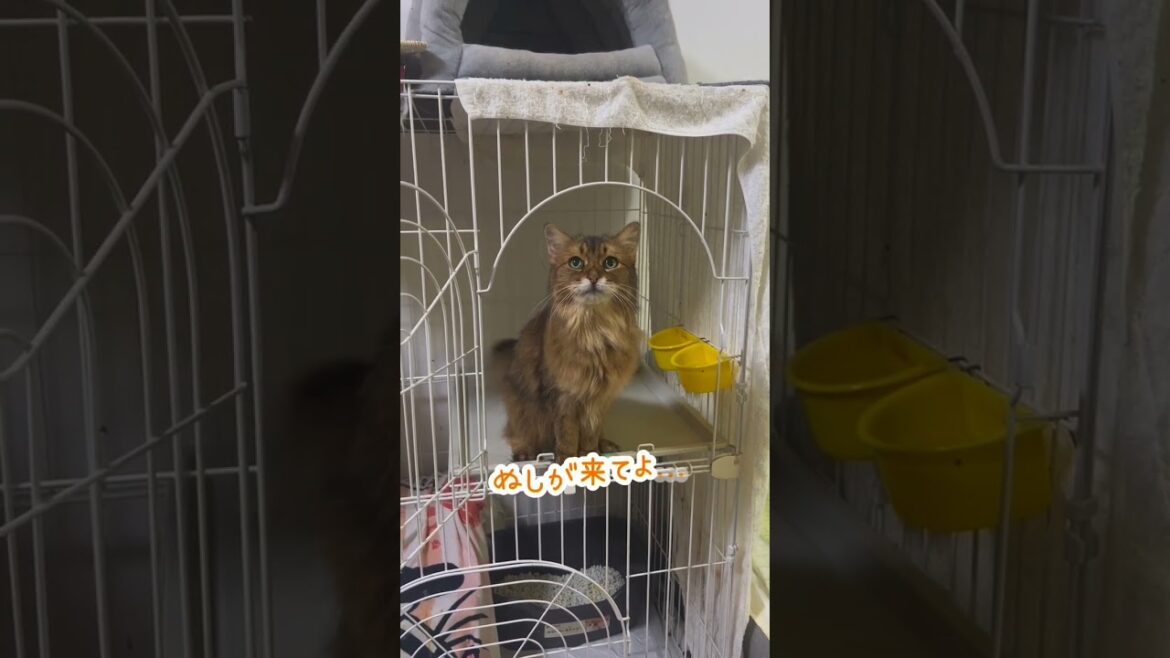 はやく撫でて!甘えん坊おしゃべりソマリ #shorts  #保護猫 はやく撫でて!甘えん坊おしゃべりソマリ #shorts  #保護猫