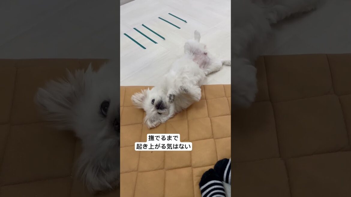 撫でるまで起き上がる気がないペキニーズ #shorts #youtubeshorts #子犬