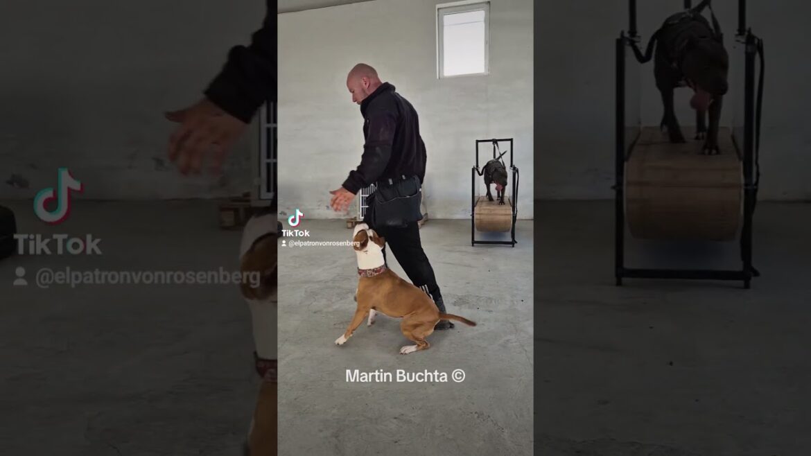 Wendy from fer-staff 🇸🇰💯👋 #amstaff #dogtraining #obedience #shorts