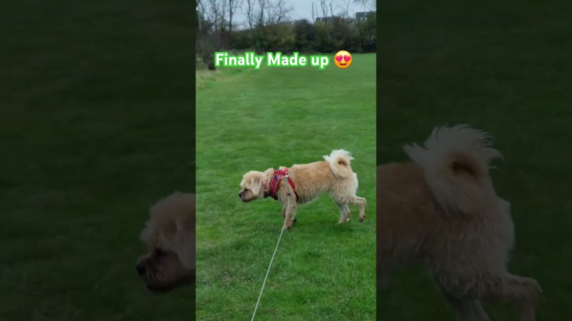 Simon & Garfunkle are friends again, just like the Terriers 😍