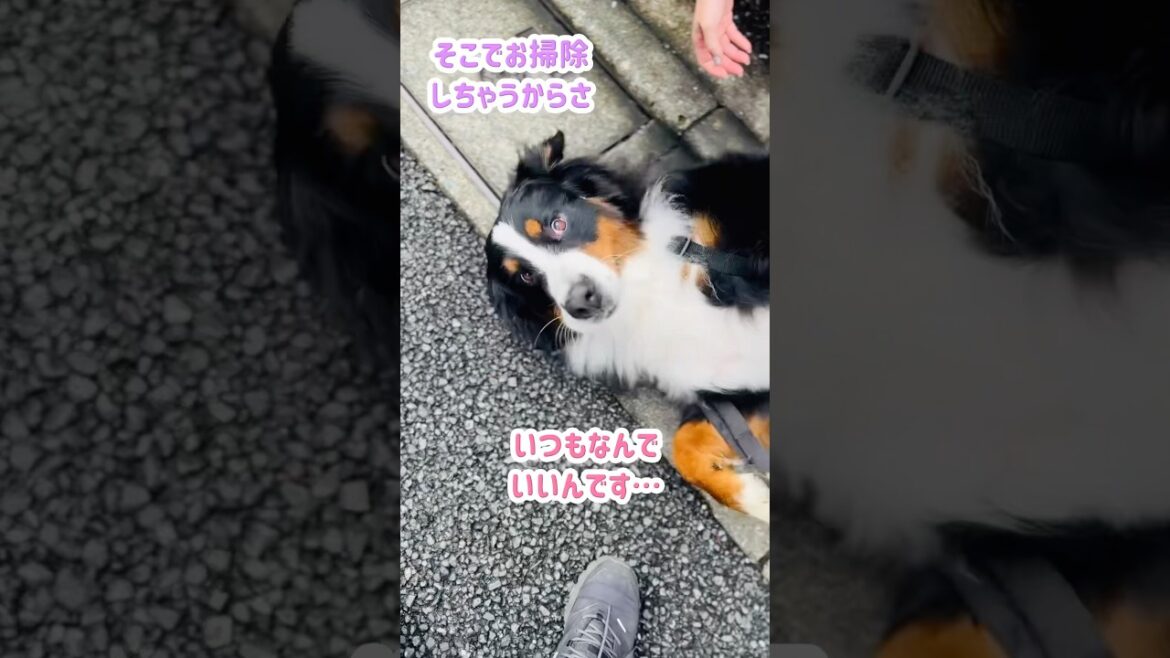 ゴロゴロタイム発動！近所でご機嫌なバーニーズ