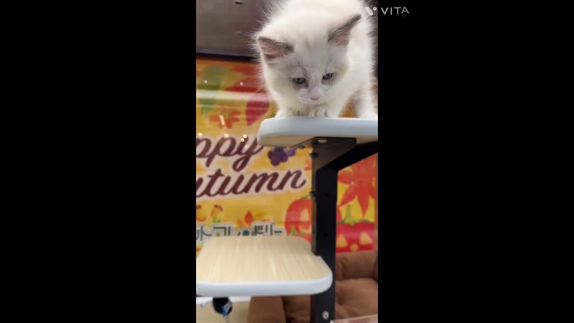 【ひごペットフレンドリー】ラグドールの女の子【和歌山店】