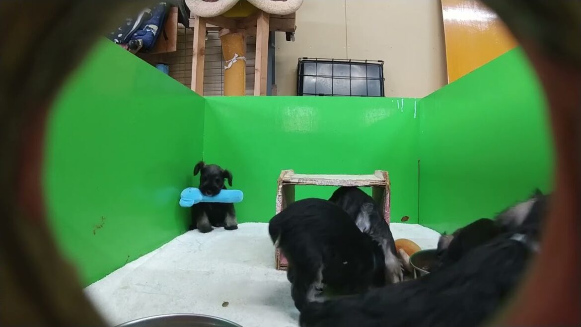 穴から見る仔犬の成長 　41日目　ミニチュアシュナウザー　ツバキちゃん