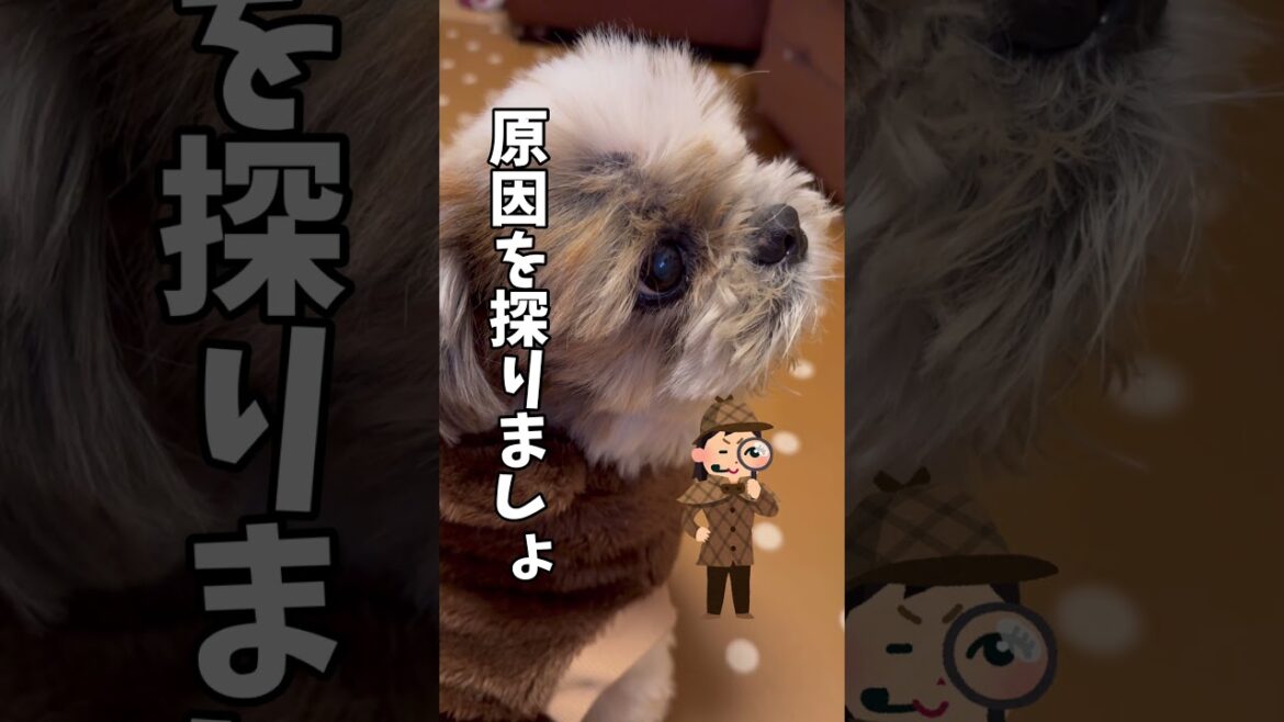 わかっているけどねw🐶#シーズー #いぬ #犬 #わんこ