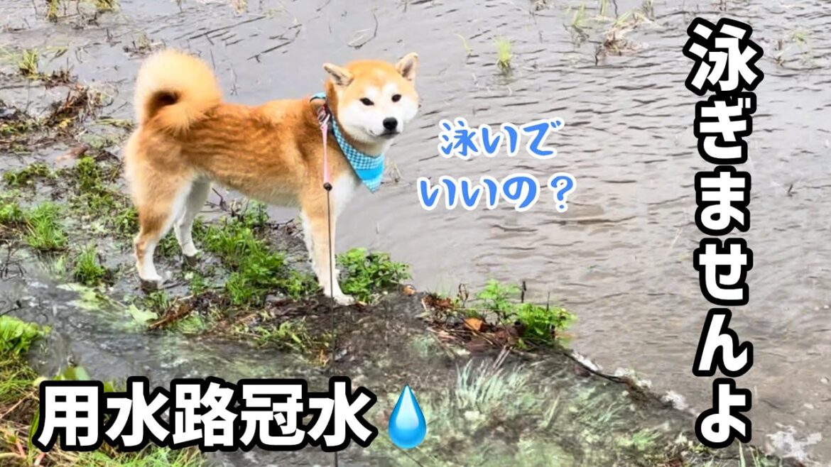 用水路冠水に対する柴犬水泳部の対応が個性的でした! 用水路冠水に対する柴犬水泳部の対応が個性的でした!