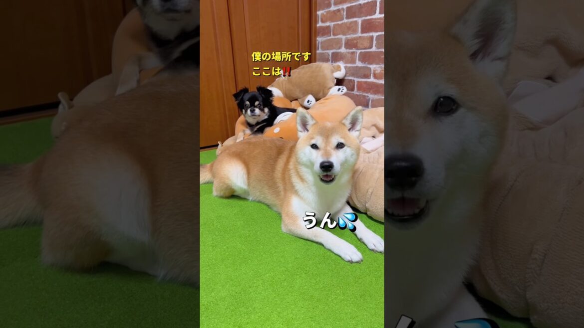 イモムシ現る⁉️🤣#柴犬 #チワワ #shorts