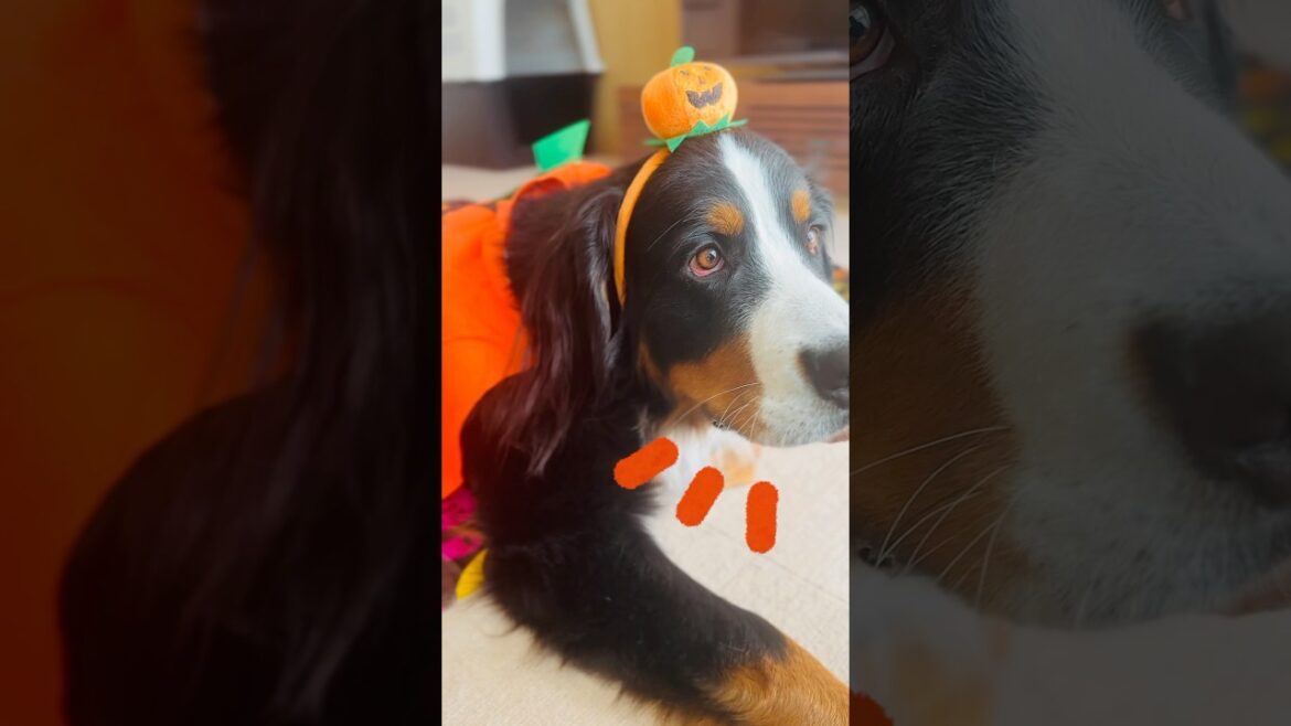 ハロウィンコスプレ🎃かぼちゃ姿のバーニーズ