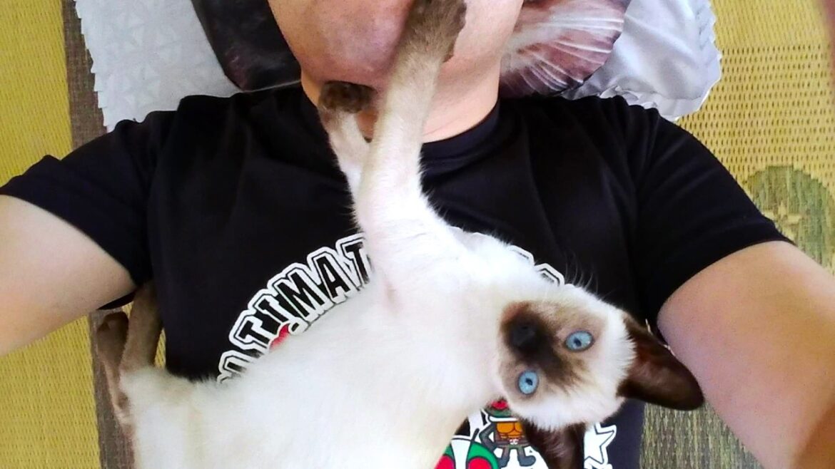 両手で僕の顎を押すシャム子猫👊