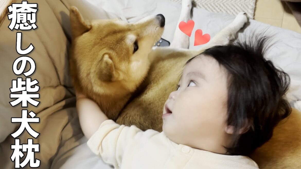 赤ちゃんから一緒にいて仲良しな１歳児に枕にされても怒らない柴犬