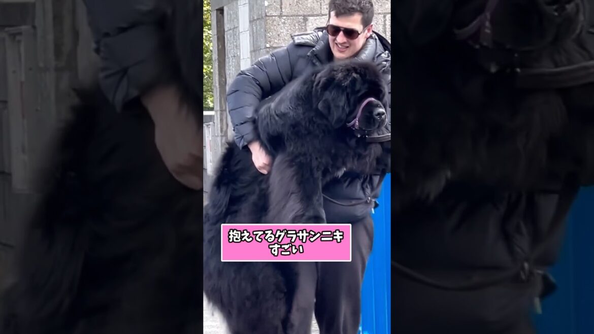 ニューファンドランドさんの動画見て笑ったら寝ろwwwwww