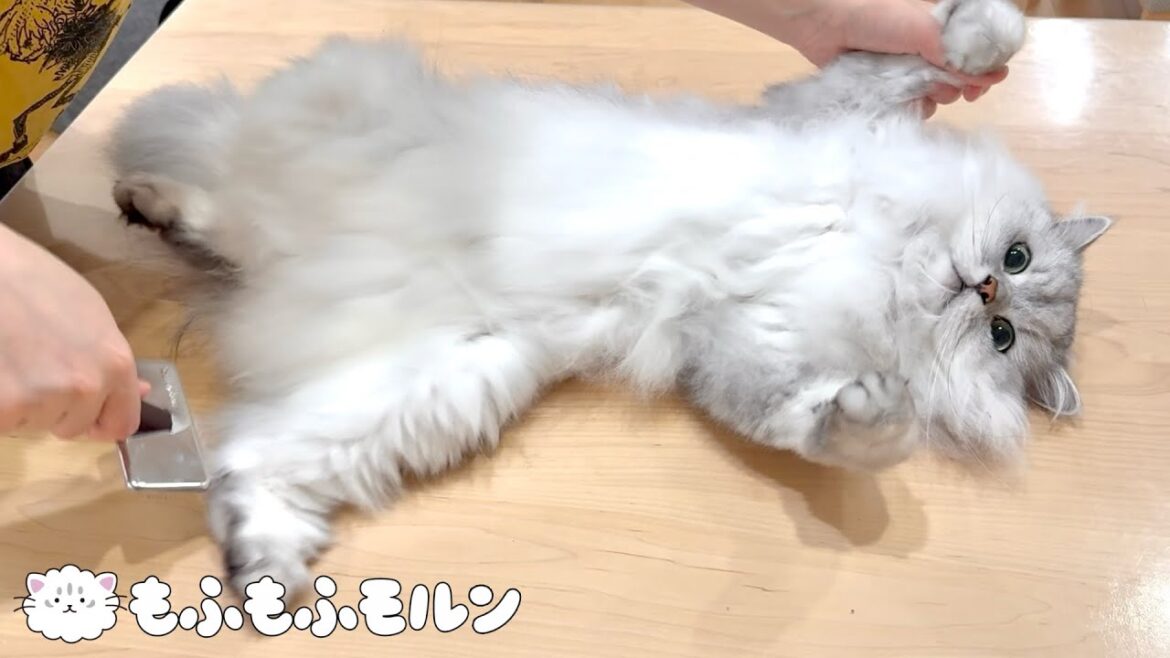 もふもふ猫のブラッシングは進歩したのでしょうか？ 【サイベリアン】