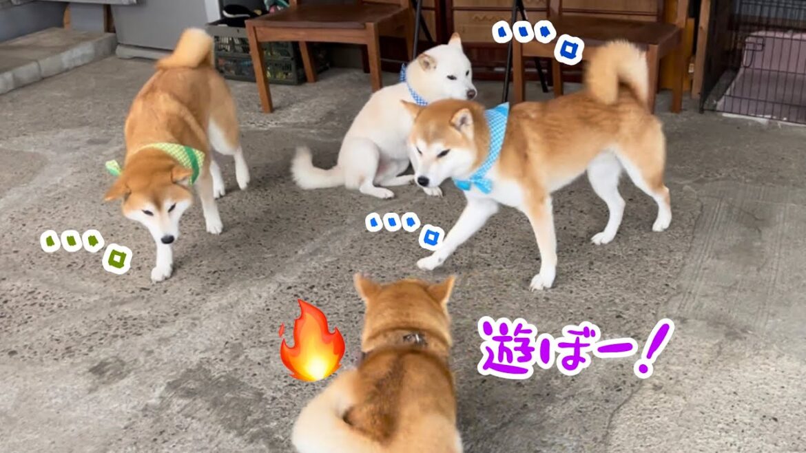 遊びたいのに置き去りになった柴犬が陽気でかわいい